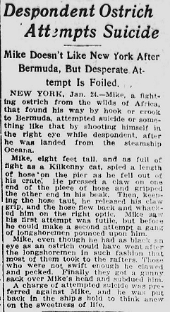 suicidal-ostrich24jan1915