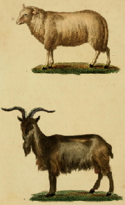 Artist's conception of Goat Gang leader and his moll